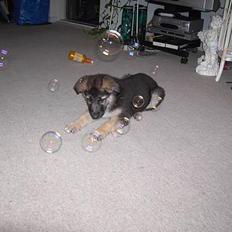 Schæferhund Tikki      10/9-05