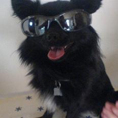 Blanding af racer Zeus