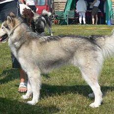 Alaskan malamute Tkaya