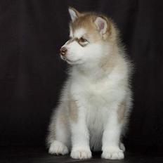 Alaskan malamute eagleeyed love over gold