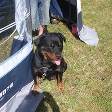 Rottweiler NALA<3R.I.P<3