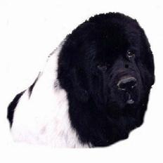 Newfoundlænder Viktor