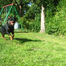 Rottweiler NALA<3R.I.P<3