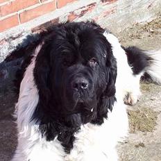 Newfoundlænder Viktor