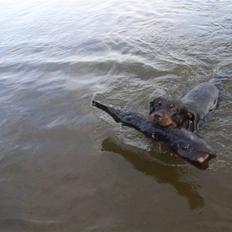 Rottweiler NALA<3R.I.P<3