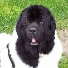 Newfoundlænder Viktor