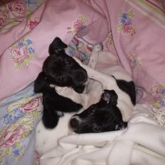 Dansk svensk gaardhund Cassie