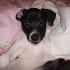 Dansk svensk gaardhund Cassie