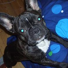 Fransk bulldog Carla