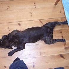 Fransk bulldog Carla