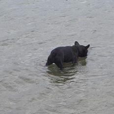 Fransk bulldog Carla