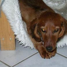 Dværggravhund Oscar