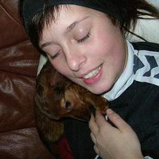 Dværggravhund Oscar