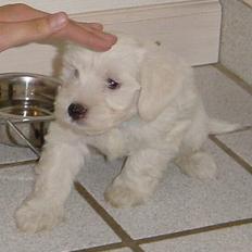 Coton de tulear louie
