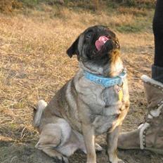 Blanding af racer Louis