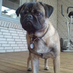 Blanding af racer Louis