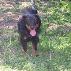 Tysk jagtterrier tayson (død)