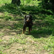 Tysk jagtterrier tayson (død)