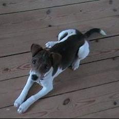 Dansk svensk gaardhund Nanna