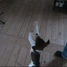 Dansk svensk gaardhund Nanna