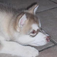 Alaskan malamute eagleeyed love over gold