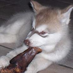 Alaskan malamute eagleeyed love over gold