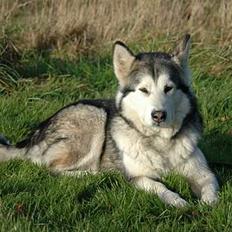 Alaskan malamute Qilak R.I.P