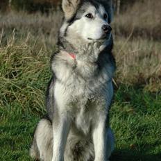 Alaskan malamute Qilak R.I.P