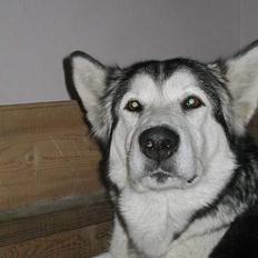 Alaskan malamute Qilak R.I.P