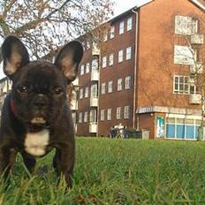 Fransk bulldog Diesel