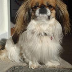 Pekingeser Molly 