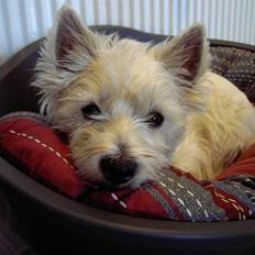 West highland white terrier Daisy