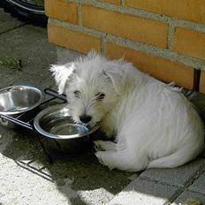 West highland white terrier Daisy