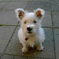 West highland white terrier Daisy