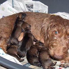 Gravhund SØNDERSKOVEN`S E-KULD