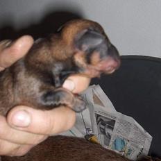 Gravhund SØNDERSKOVEN`S E-KULD