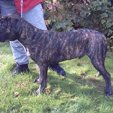 Dogo canario Shanco