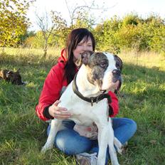 Amerikansk bulldog Kenzo