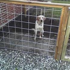 Labrador retriever Raider