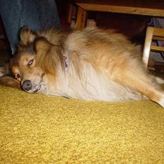 Shetland sheepdog Balder
