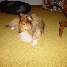 Shetland sheepdog Balder