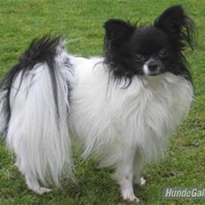 Papillon Bastian