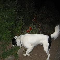 Blanding af racer Boss (himmelhund)