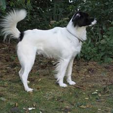 Blanding af racer Boss (himmelhund)