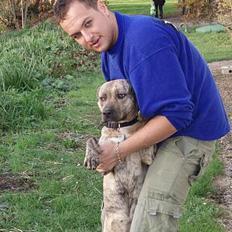 Amerikansk staffordshire terrier Theia