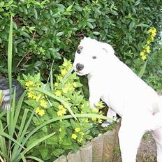 Amerikansk bulldog Molly