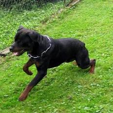 Rottweiler Daim