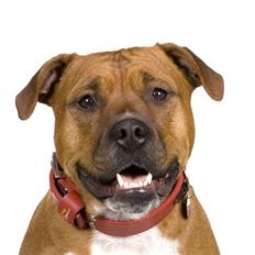 Amerikansk staffordshire terrier Pilgrim