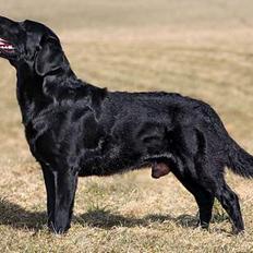 Labrador retriever Majlunds Black Bailey
