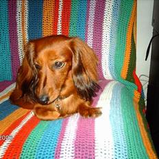 Gravhund Den pal's Sherry